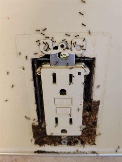 electrical outlet ants